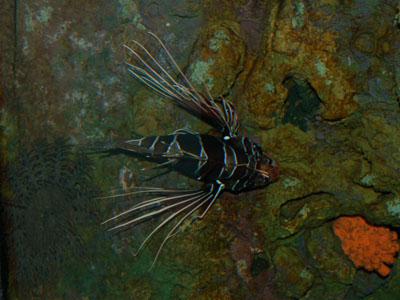 Clearfin Turkeyfish