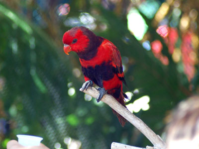 Unidentified Parrot