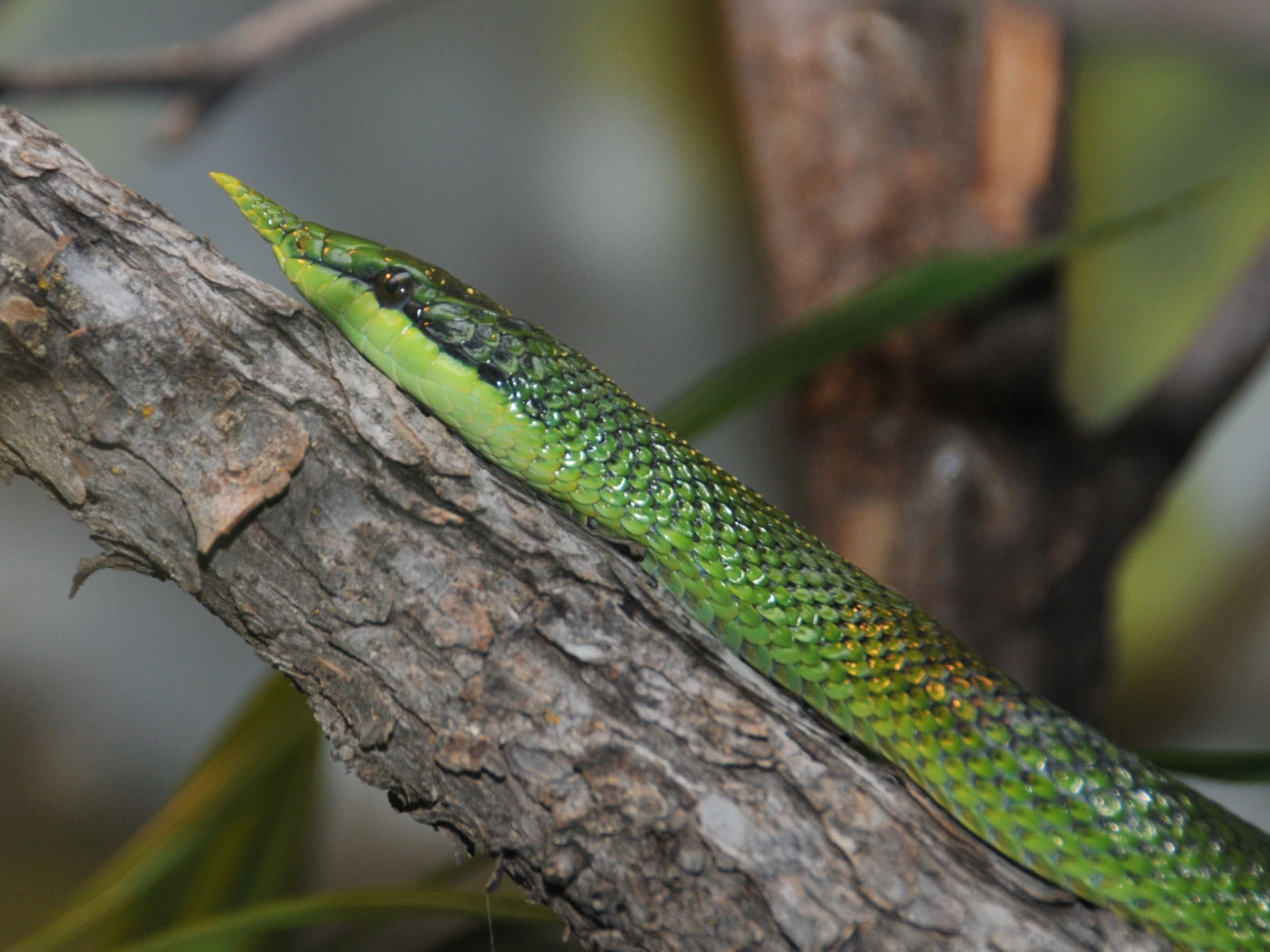 The Online Zoo Vietnamese Longnosed Snake