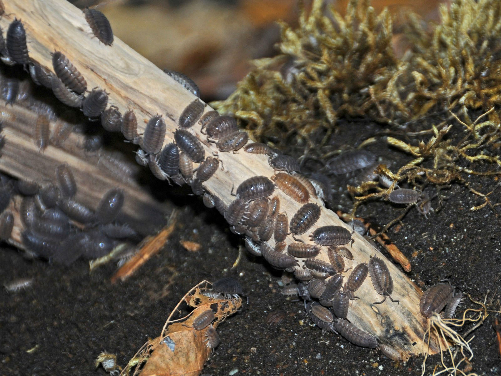 The Online Zoo Sow Bug