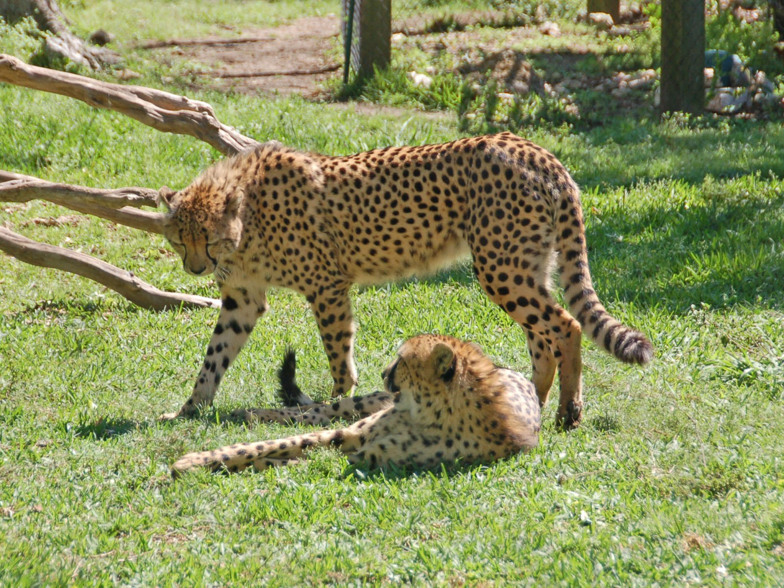 The Online Zoo Cheetah