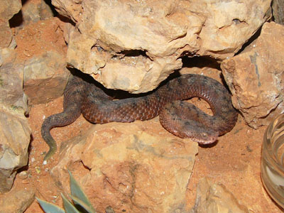 The Online Zoo - Long-nosed Viper