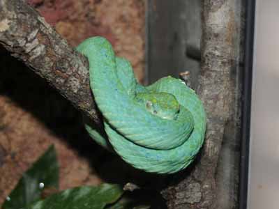 The Online Zoo - Honduran Palm Pit Viper