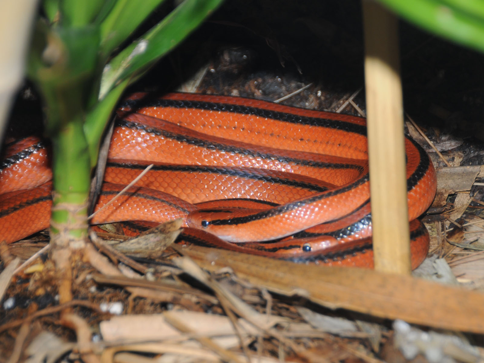The Online Zoo Red Bamboo Snake