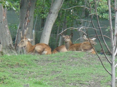 Eastern European Red Deer