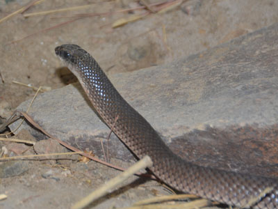 The Online Zoo - Rufous-beaked Snake