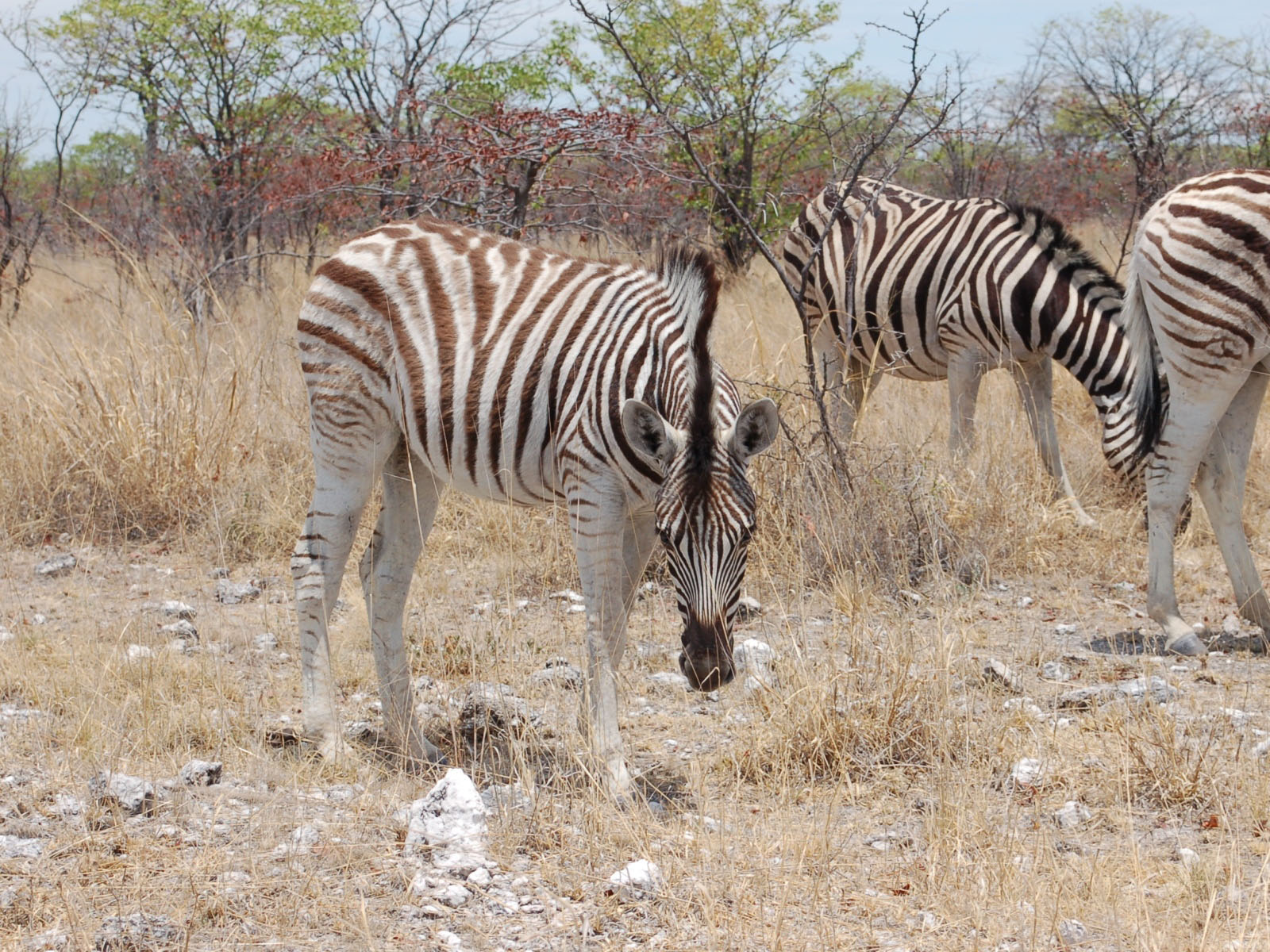 The Online Zoo Plains Zebra