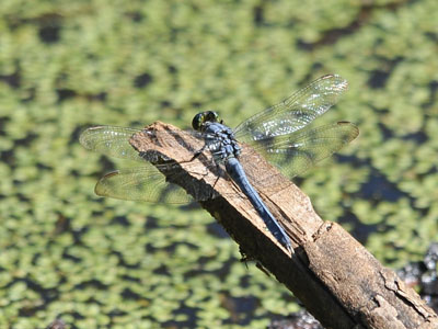 Unidentified Dragonfly