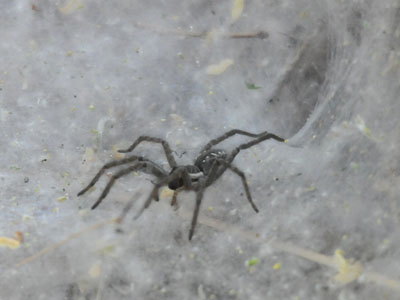 Unidentified Funnel-web Spider