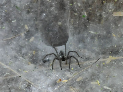 Unidentified Funnel-web Spider