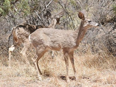 Coues's White-tailed Deer