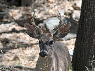 Coues's White-tailed Deer