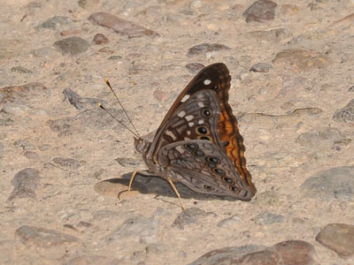 Unidentified Butterfly or Moth