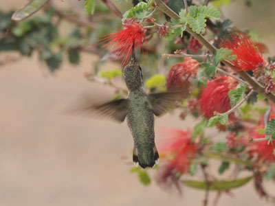 Unidentified Hummingbird