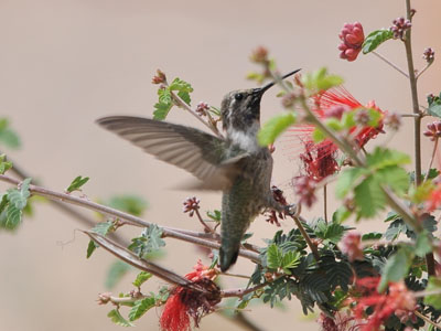 Unidentified Hummingbird