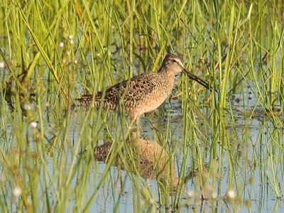 possible Dowitcher