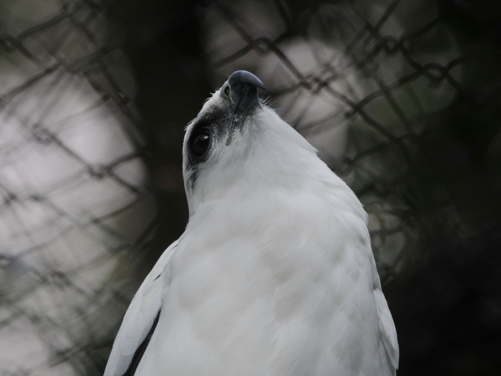 The Online Zoo White Hawk