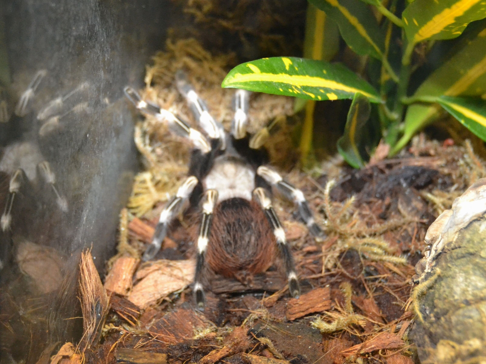 The Online Zoo Brazilian Red And White Tarantula