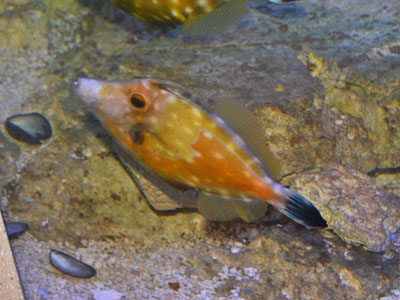 American Whitespotted Filefish