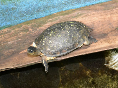 Brown Wood Turtle