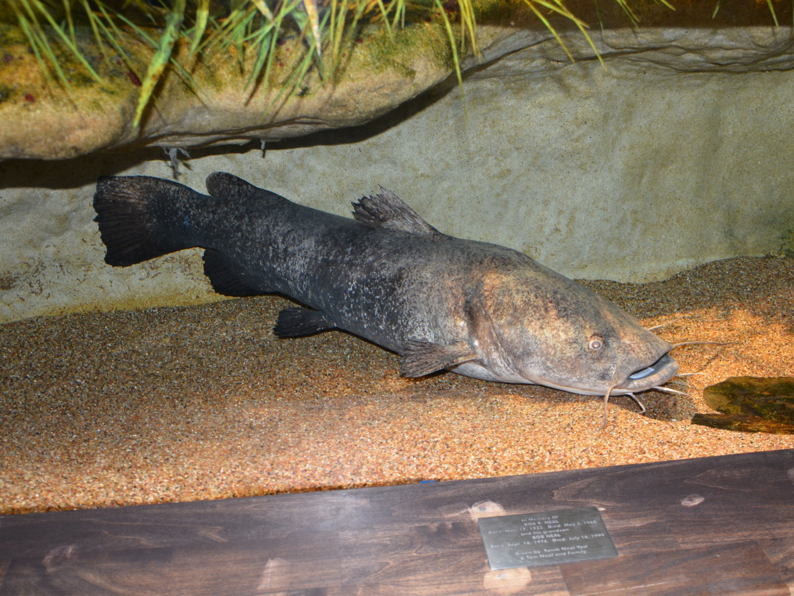 The Online Zoo Flathead Catfish