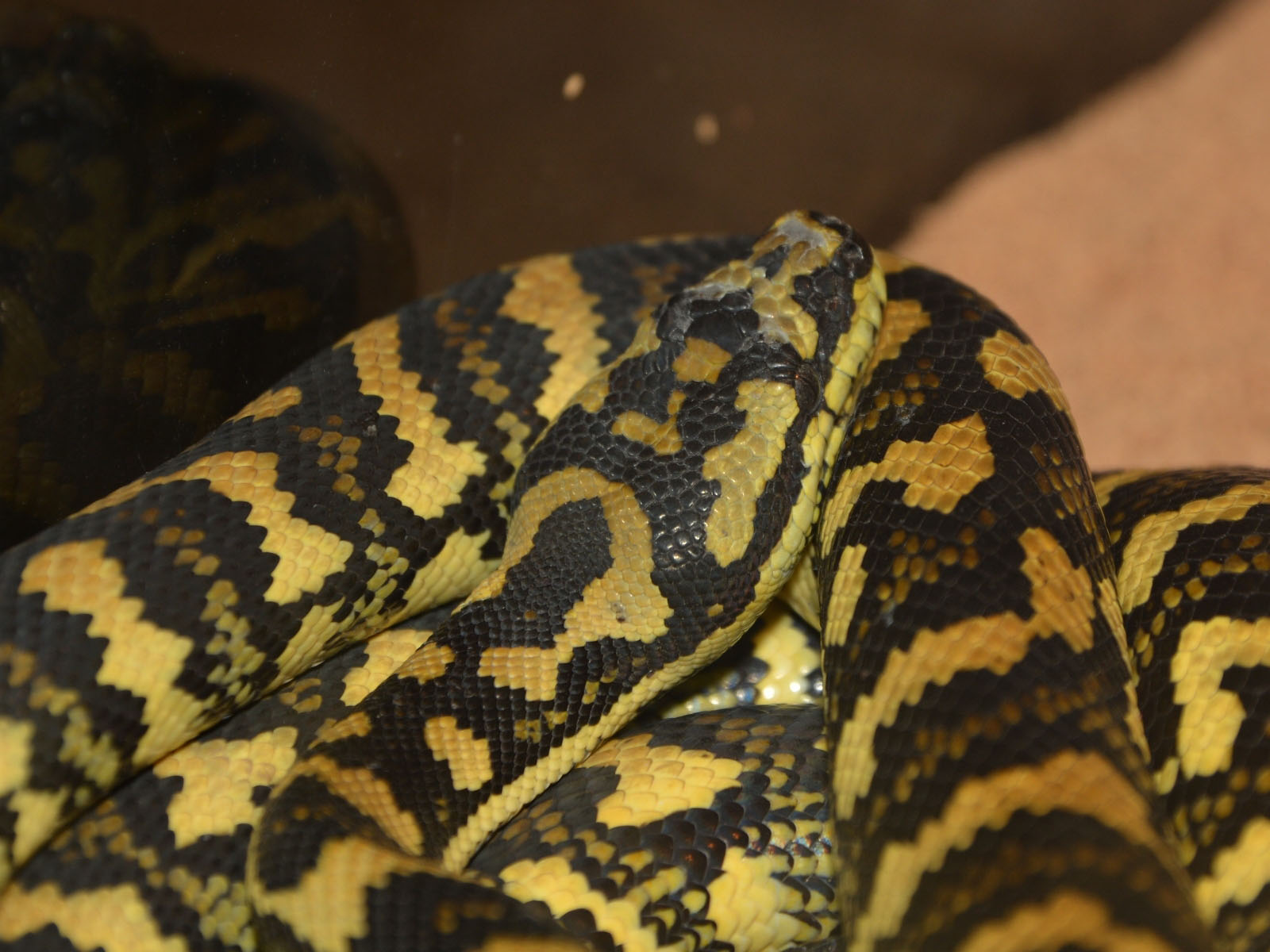 The Online Zoo Carpet Python