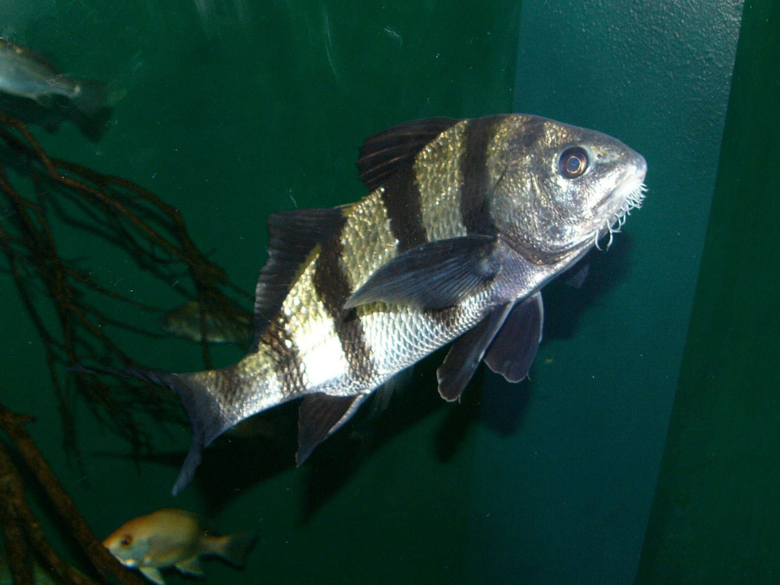 The Online Zoo Black Drum