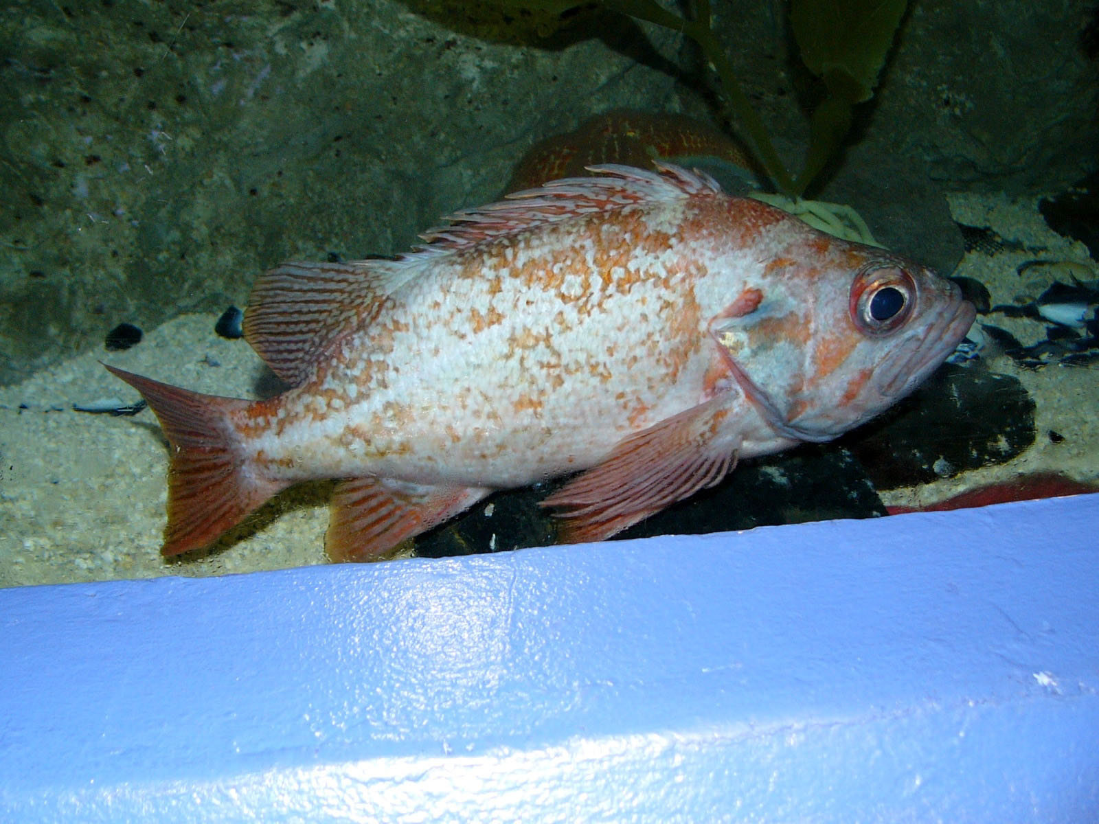 The Online Zoo Vermillion Rockfish