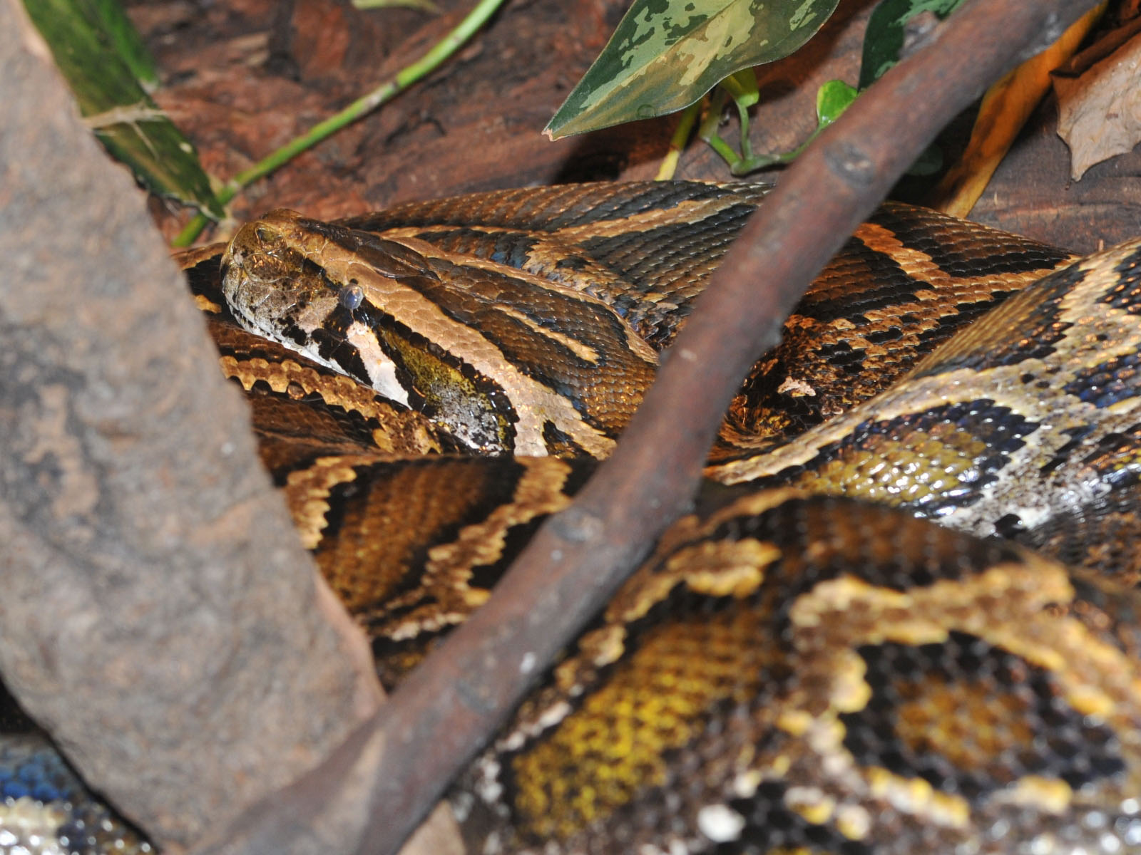 The Online Zoo - Reticulated Python