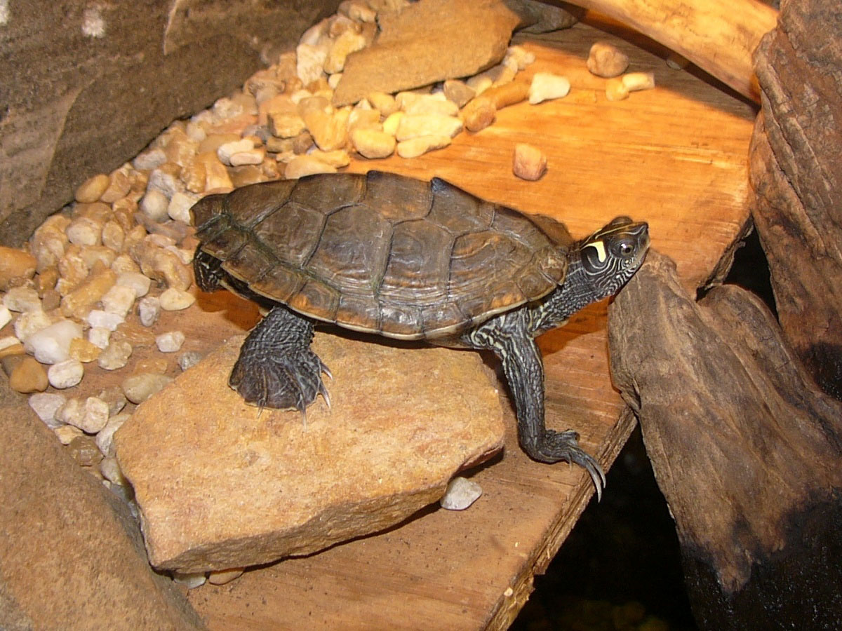 The Online Zoo False Map Turtle