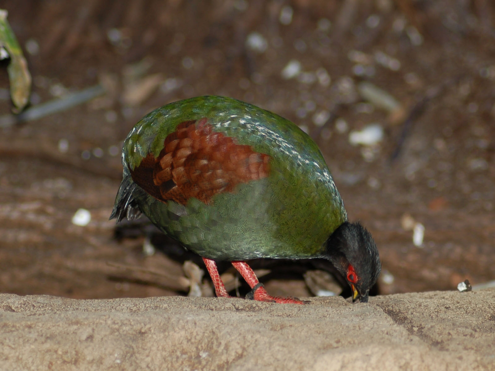 The Online Zoo Crested Partridge