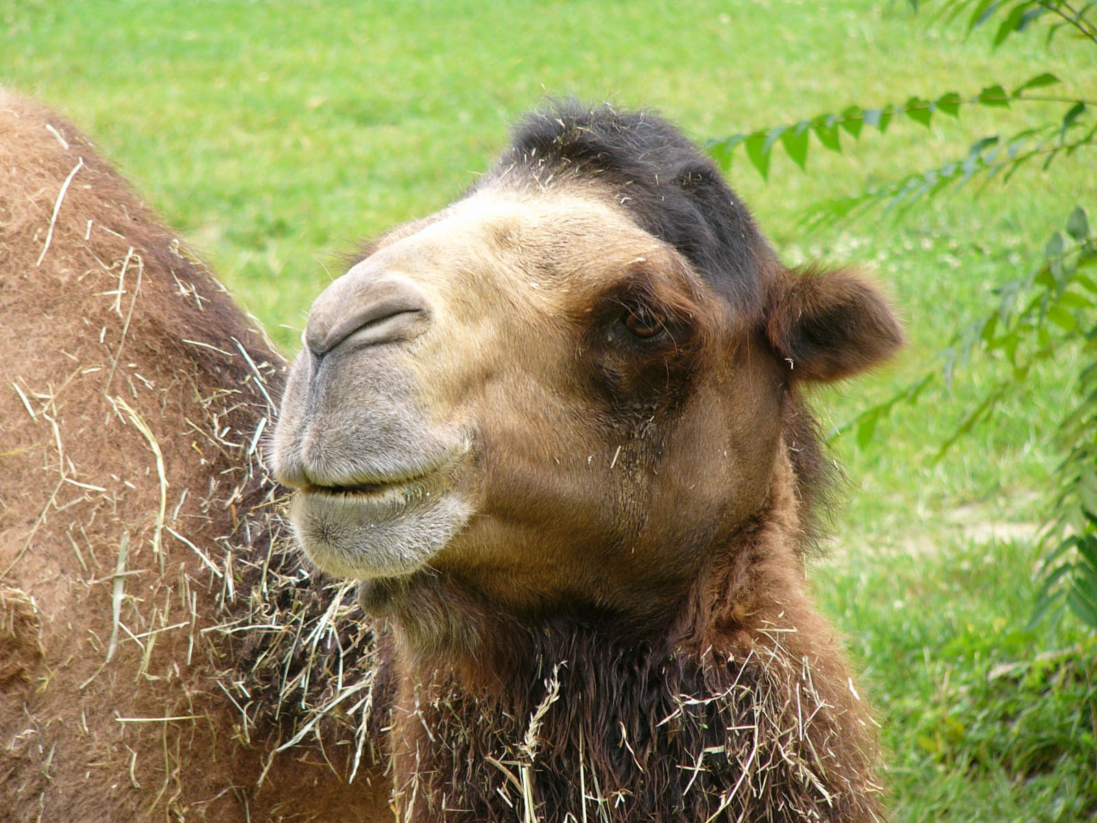 The Online Zoo - Bactrian Camel