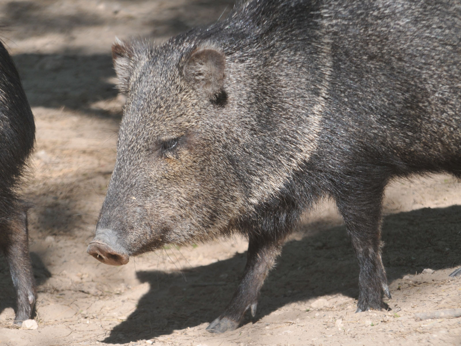 The Online Zoo - Collared Peccary