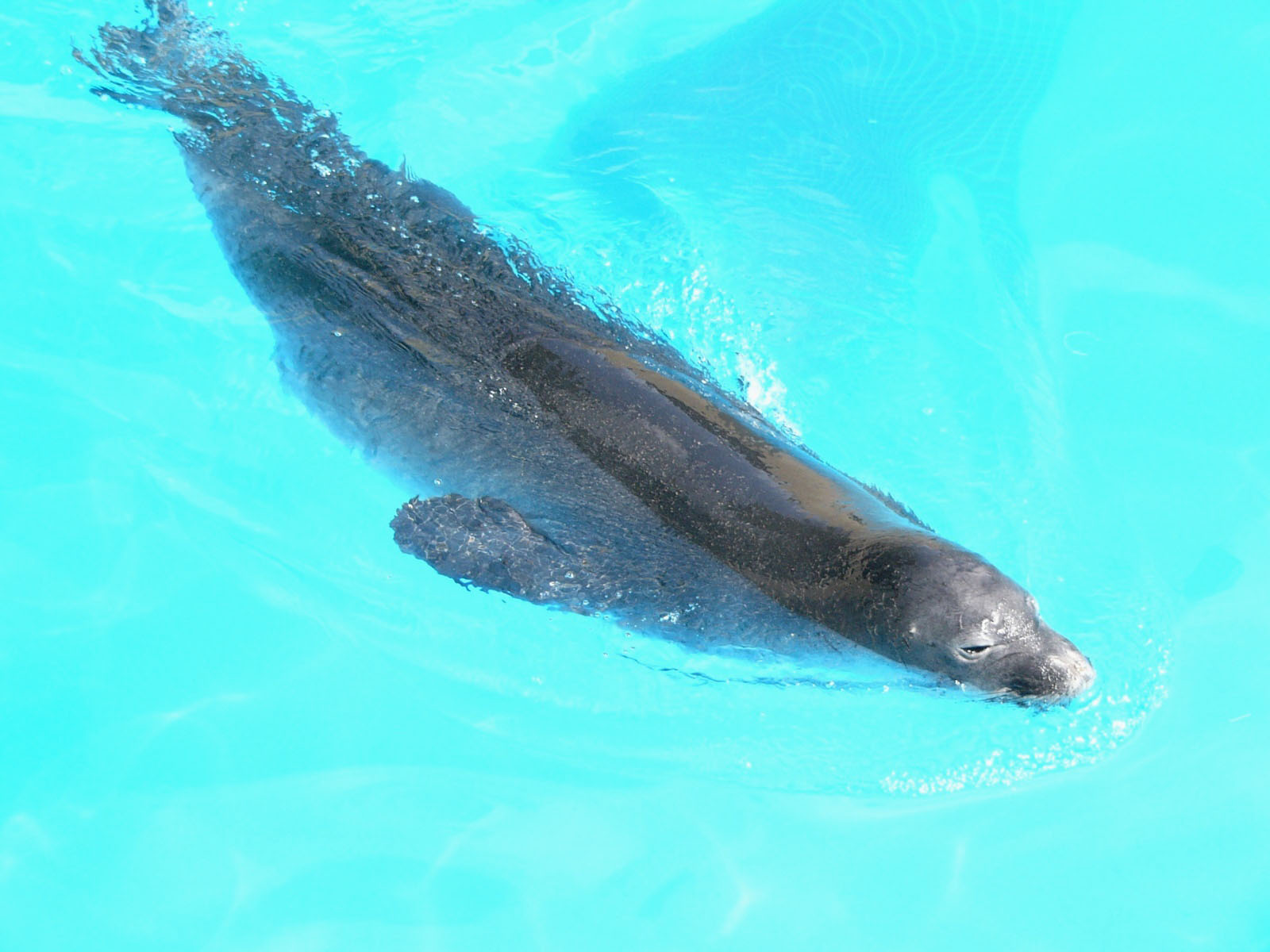 The Online Zoo Hawaiian Monk Seal