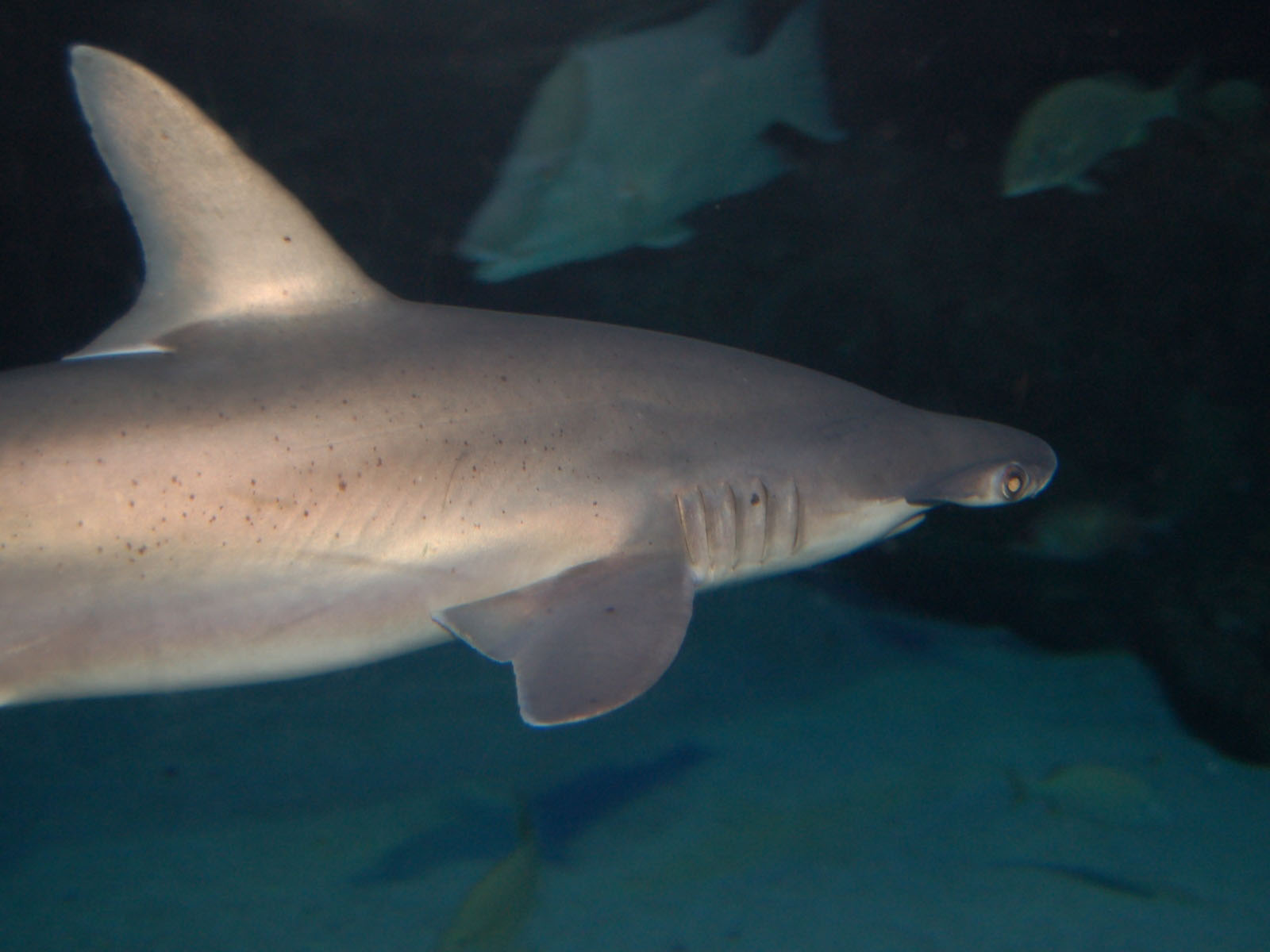 The Online Zoo - Bonnethead Shark