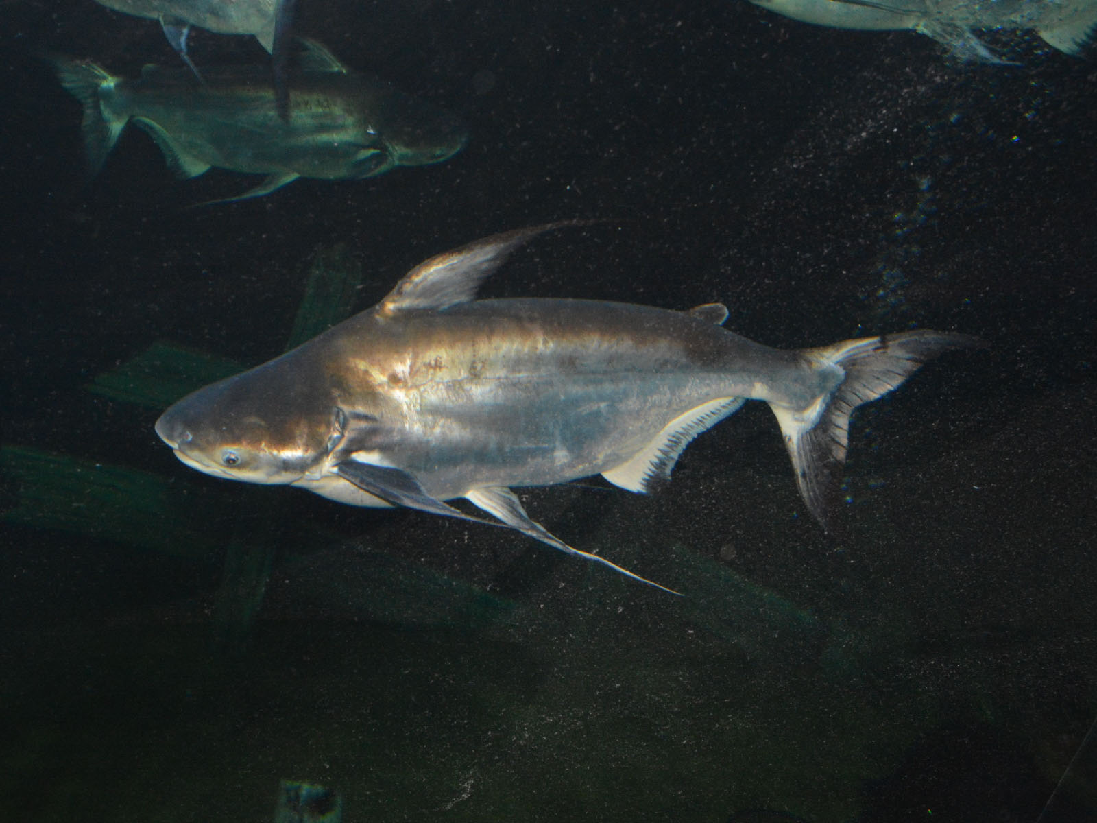 The Online Zoo - Giant Pangasius