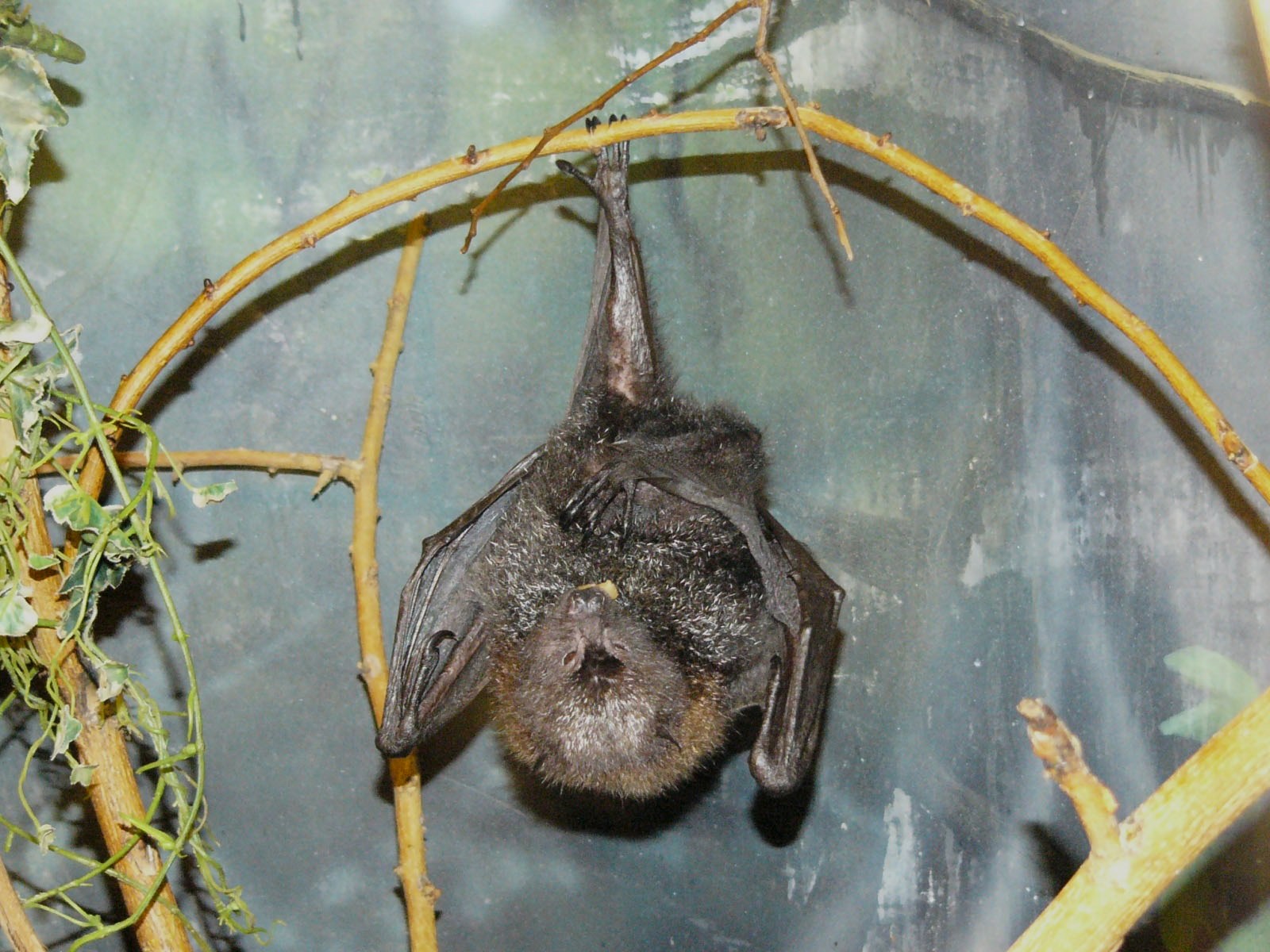 The Online Zoo Rodrigues Fruit Bat
