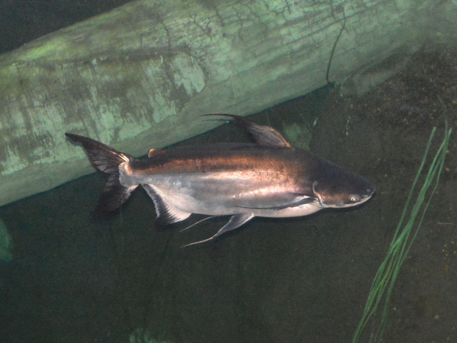 The Online Zoo - Giant Pangasius