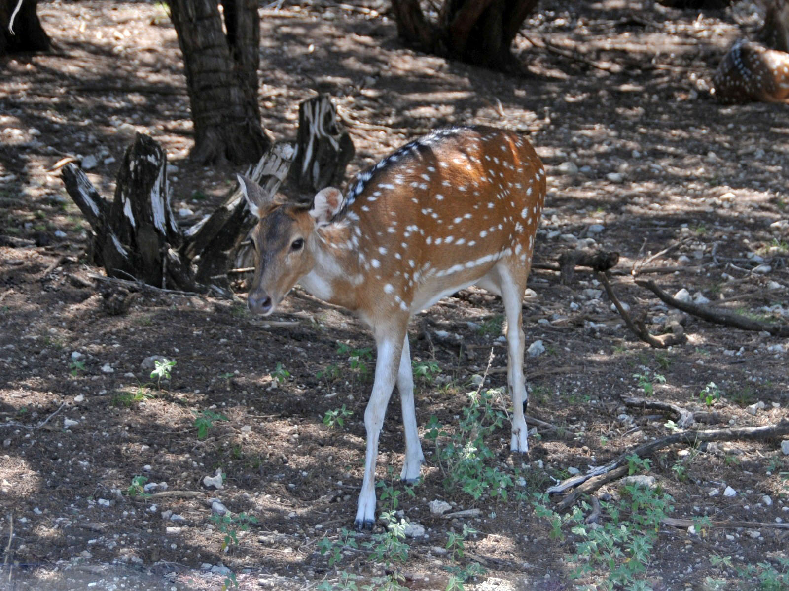 The Online Zoo Axis Deer