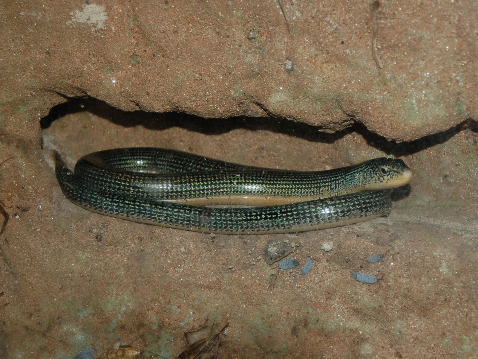 The Online Zoo Eastern Glass Lizard
