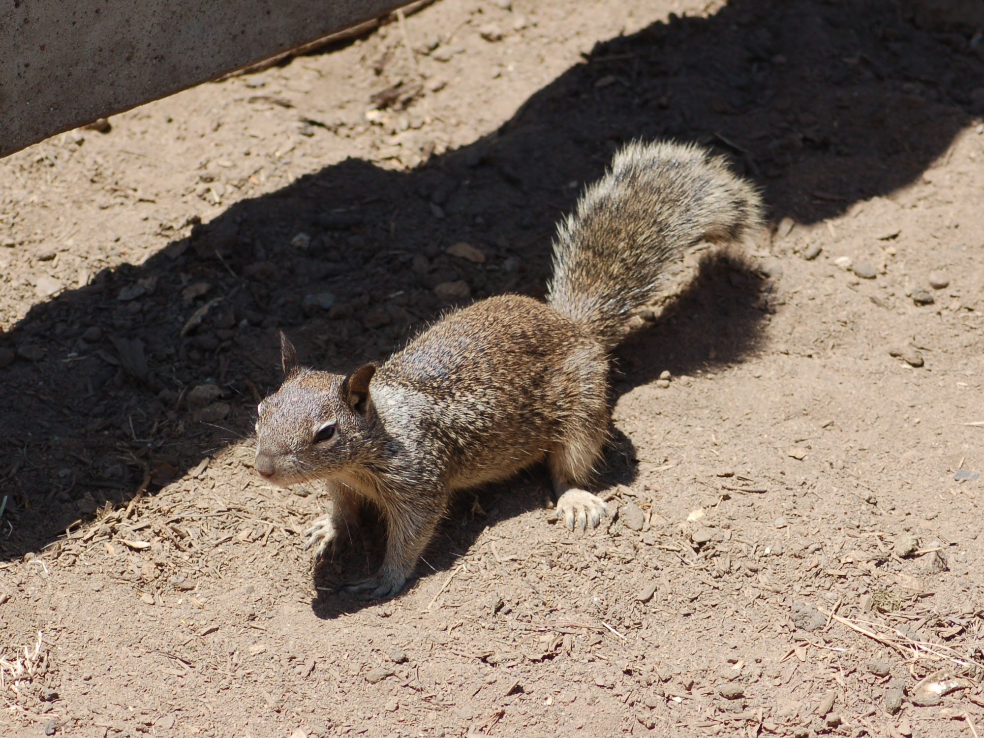The Online Zoo California Ground Squirrel