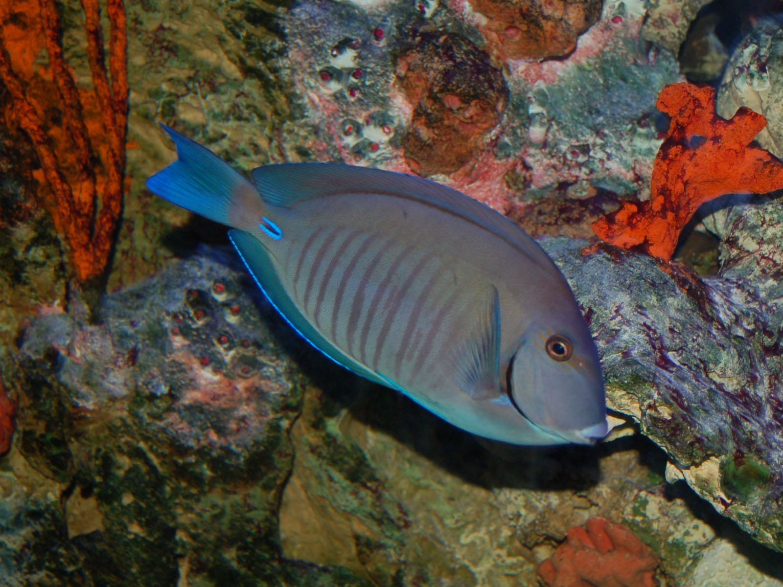 The Online Zoo Doctorfish