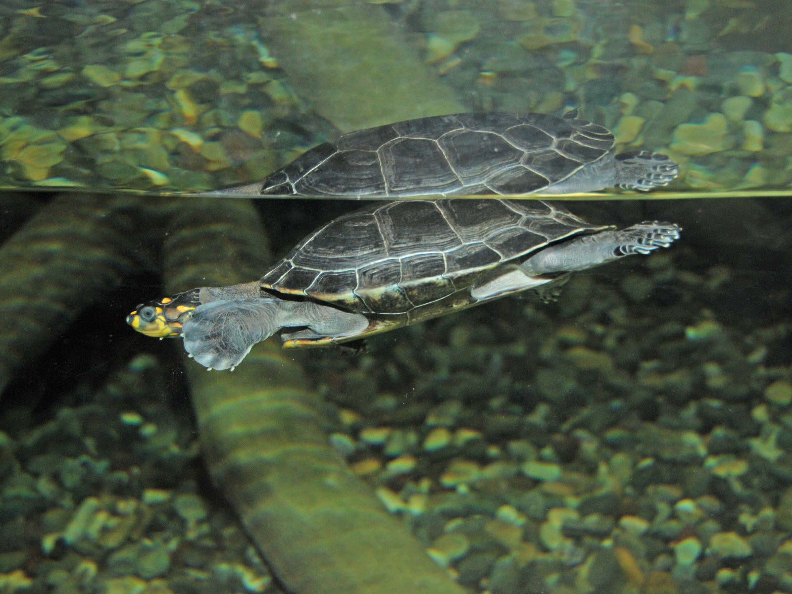 The Online Zoo Yellowspotted Amazon River Turtle