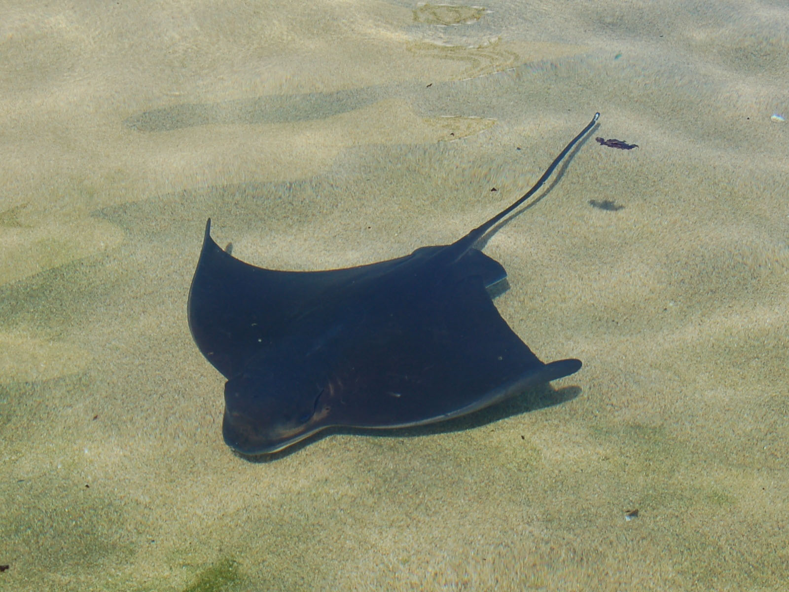 The Online Zoo Bat Ray