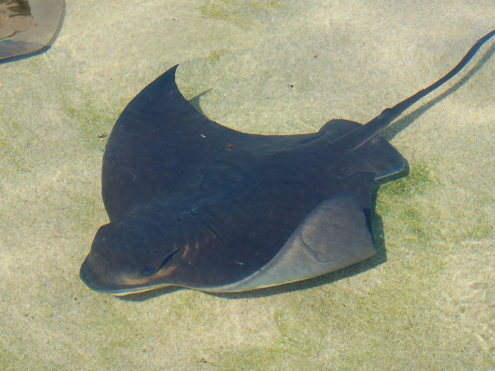 The Online Zoo Bat Ray