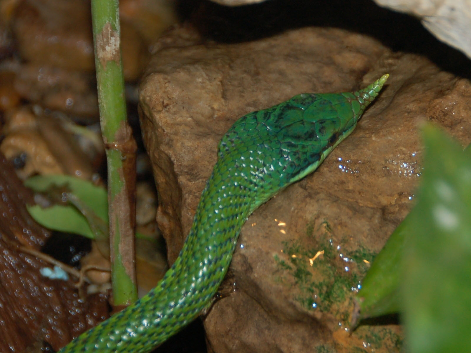 The Online Zoo Vietnamese Longnosed Snake