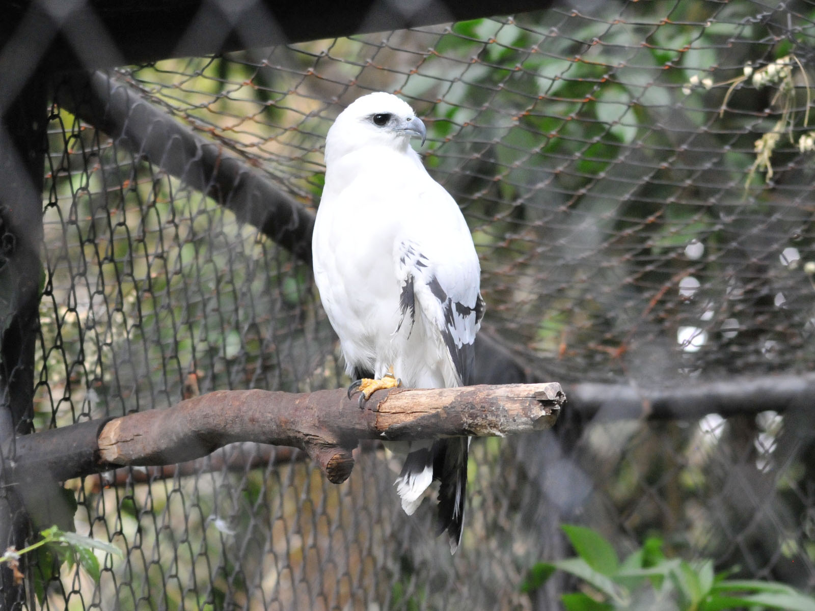 The Online Zoo White Hawk
