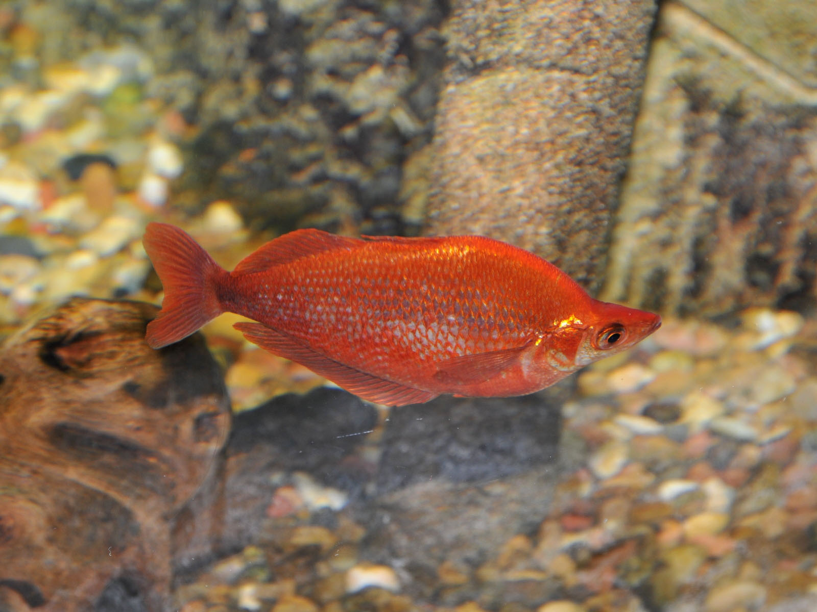 The Online Zoo - Red Rainbowfish