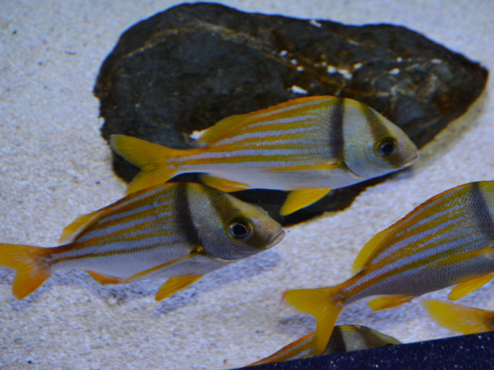 The Online Zoo Porkfish