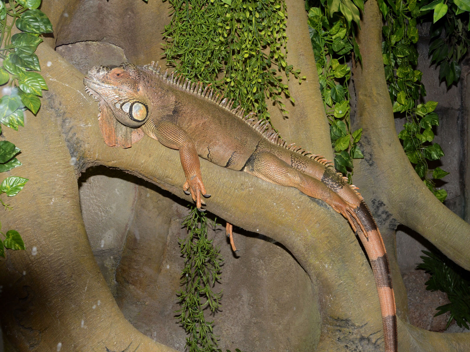 The Online Zoo Green Iguana